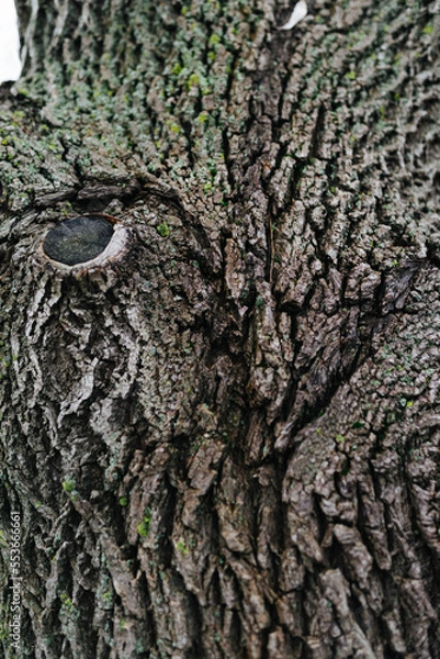 Obraz texture natural background