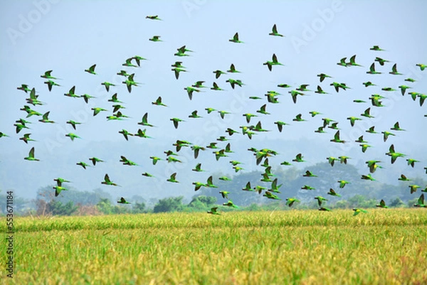 Obraz A large flock of wild Budgerigar parrots flying over feeding on paddy field of Bangladesh.