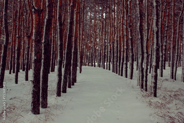 Obraz snowy december pine forest