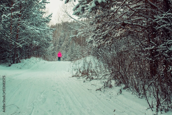 Obraz snowy december pine forest