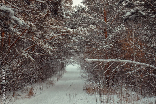 Obraz snowy december pine forest