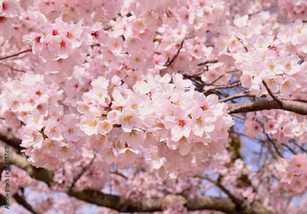 Fototapeta 満開の桜の花のクローズアップ、染井吉野、ソメイヨシノ、背景素材、バックグラウンド	
