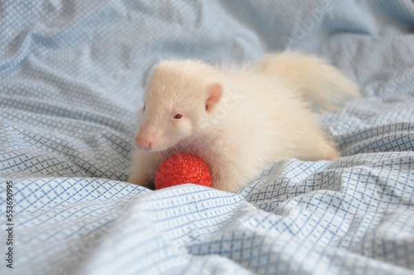 Obraz Baby albino striped skunk playing with a red ball in featherbed.