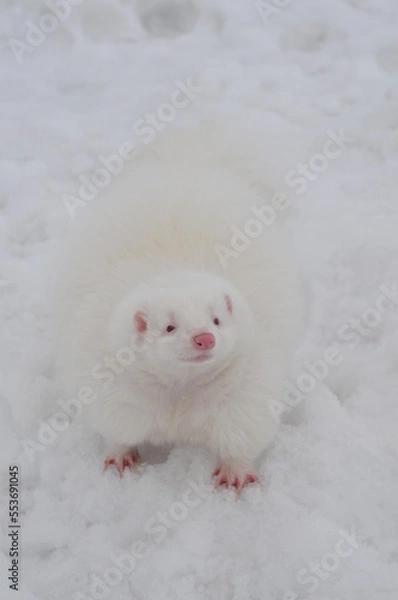 Obraz Albino skunk in snow. Pet striped skunk looks like litte bear
