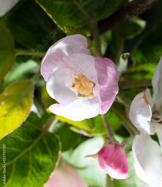 Obraz Flowers on the branches of an apple tree in spring.
