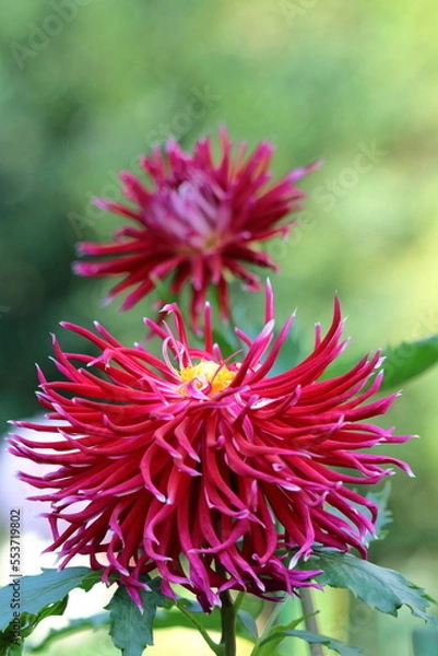 Obraz 色鮮やかな大輪