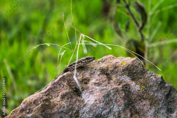 Fototapeta lizard
