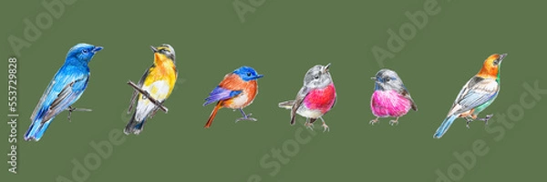 Fototapeta Seamless potter with drawings of multi-colored birds on an olive background