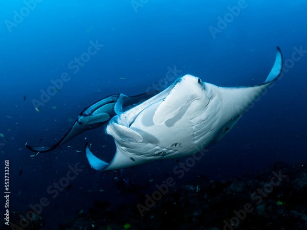 Obraz Mantas Malediven