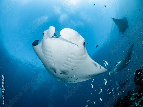 Obraz Manta Expedition Malediven