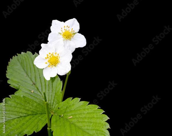 Obraz wild strawberry