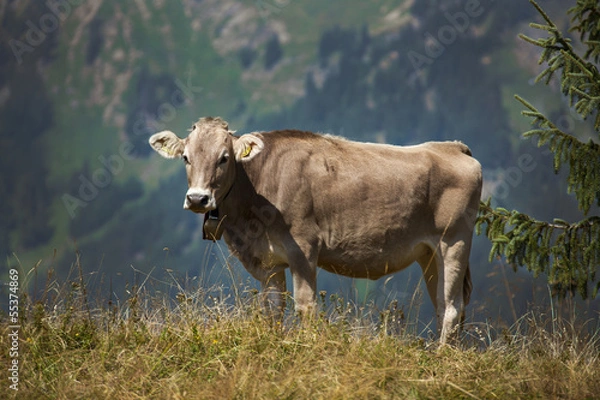 Obraz Kuh in den Alpen