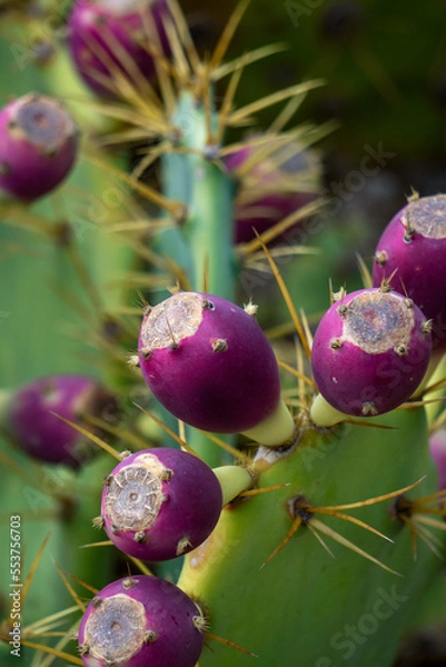 Fototapeta cactus fruit