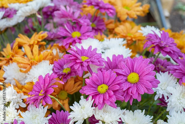 Fototapeta Beautiful top view of chrysanthemum flowers in the garden that is arranged as a colorful natural background image with white, yellow, orange and purple color. Triadic color.