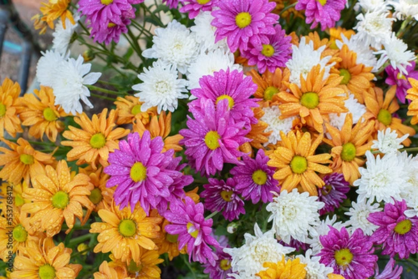 Fototapeta Beautiful top view of chrysanthemum flowers in the garden that is arranged as a colorful natural background image with white, yellow, orange and purple color. Triadic color.