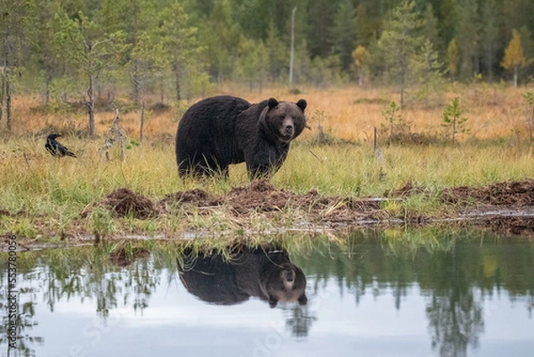 Fototapeta Brown bear in Finland
