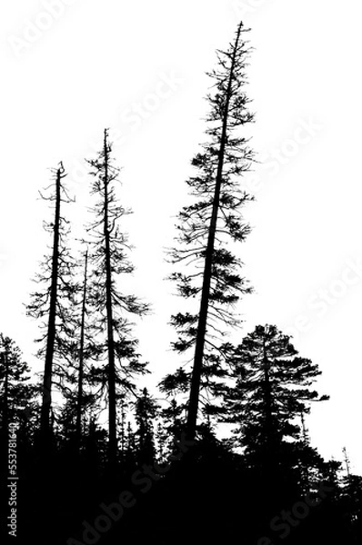Fototapeta spooky forest with silhouettes of trees