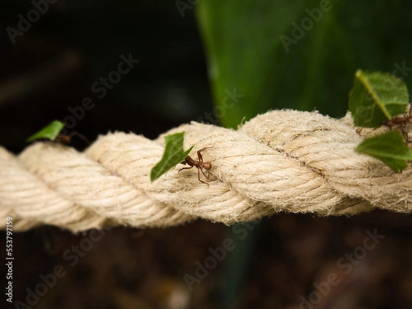 Obraz Leaf cutter ant on rope