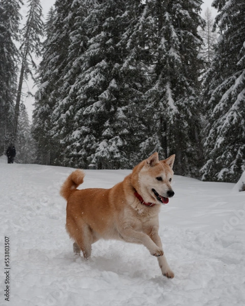 Fototapeta Shiba Inu nella neve