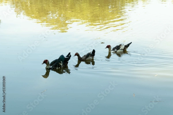 Obraz Ducks