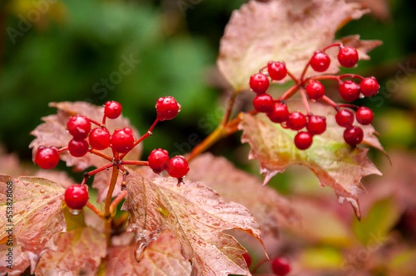 Fototapeta Viburnum branches with red berries and raindrops on the background of leaves in autumn.