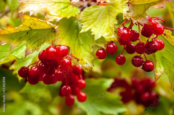 Fototapeta Viburnum branches with red berries and raindrops on the background of leaves in autumn.