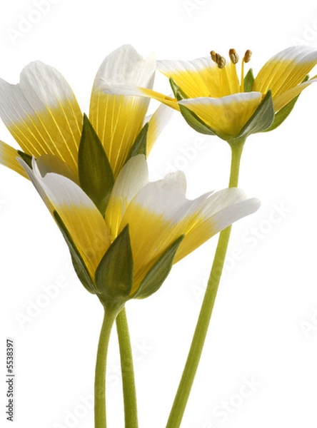 Obraz Limnanthes (Poached Egg Plant)