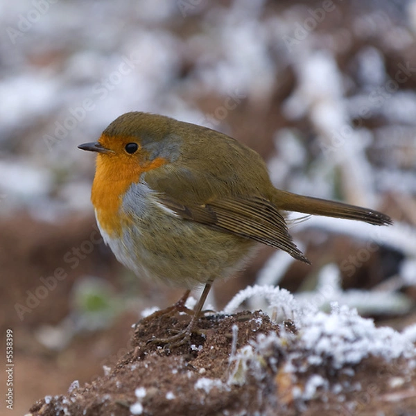 Obraz Robin Red Breast