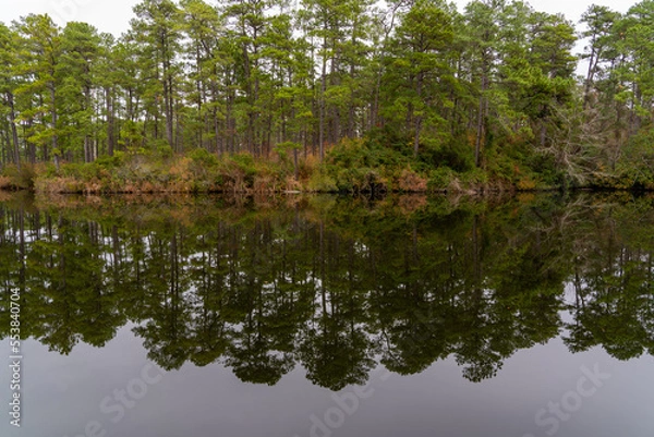 Fototapeta Beautiful tree line in a lake, reflecting on the still water