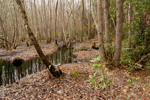 Fototapeta Winter stream feeding into a lake  Trees, leaves, serene scenery.