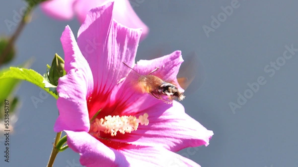 Obraz insect extracts nectar from a flower close-up