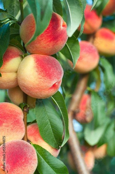Obraz Peaches on the tree branches