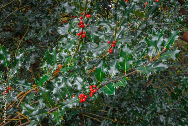 Obraz Ilex meserveae Blue Princess