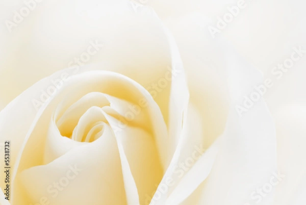 Obraz beautiful white rose