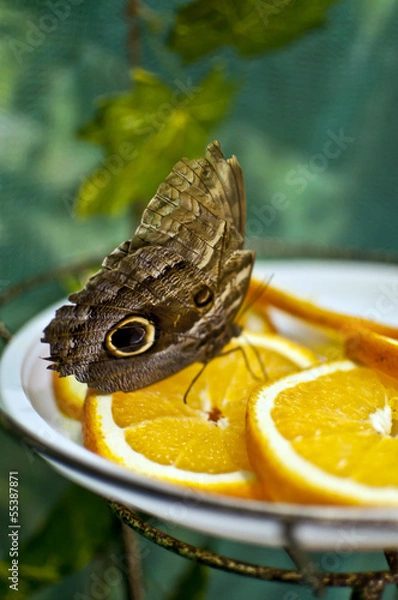 Obraz Buttefly on orange