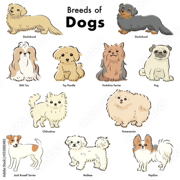 Fototapeta シンプルでかわいい人気の小型犬種　手描き線画ベクターイラストセット
