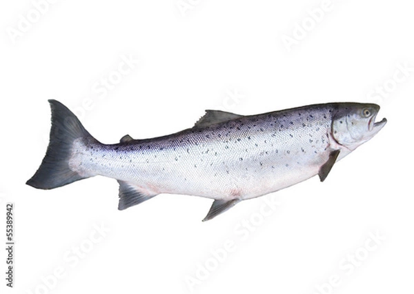 Fototapeta Wielki łosoś