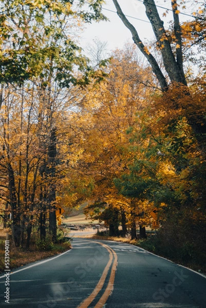 Obraz road in autumn forest