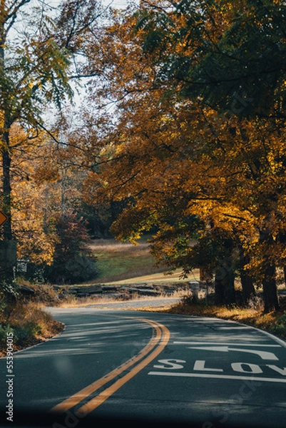 Obraz road in autumn forest