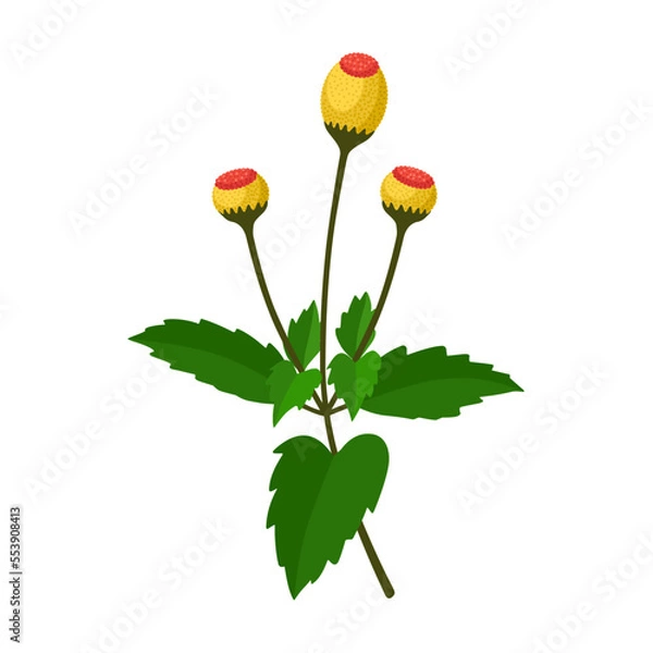 Fototapeta Vector illustration of Acmella Oleracea, also called toothache plant, Szechuan button, paracress, buzz button, tingflowers and electric daisy, isolated on white background.
