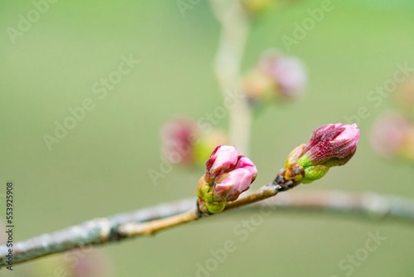 Fototapeta 桜の蕾