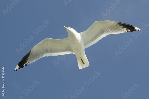 Obraz silbermöwe 93