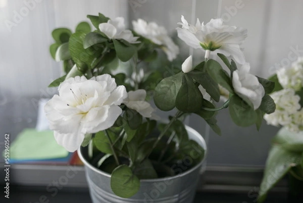 Obraz flowers in a pot