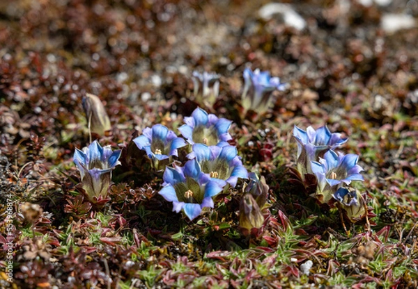 Obraz alpine flowers