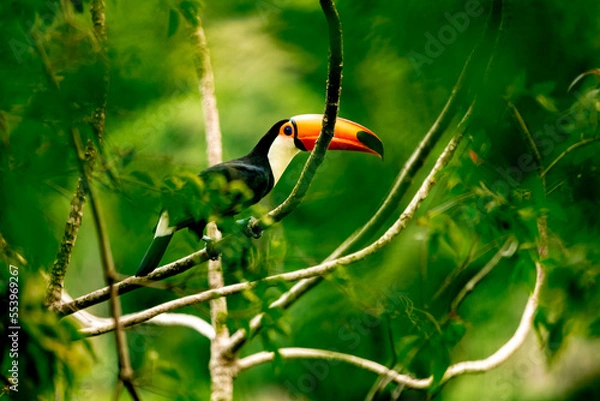 Obraz toucan on a tree branch in the amazon forest