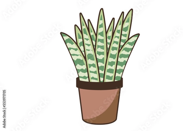 Obraz サンスベリア