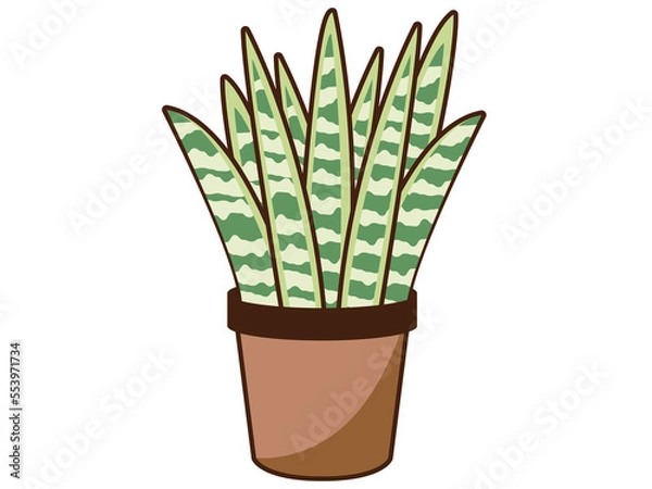 Obraz サンスベリア