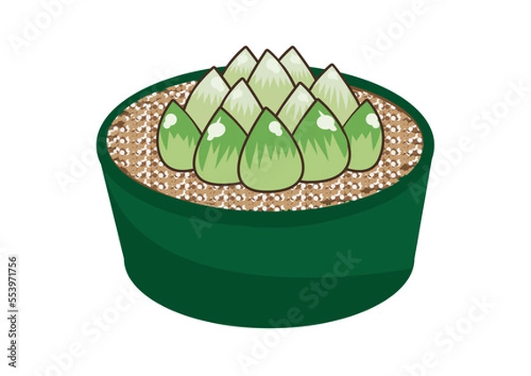 Obraz ハオルチア