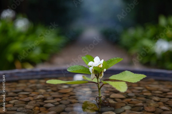 Obraz flower on waterbed