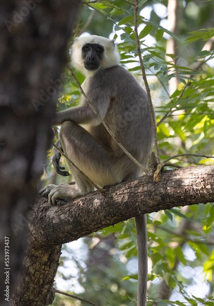 Obraz Langur monkey